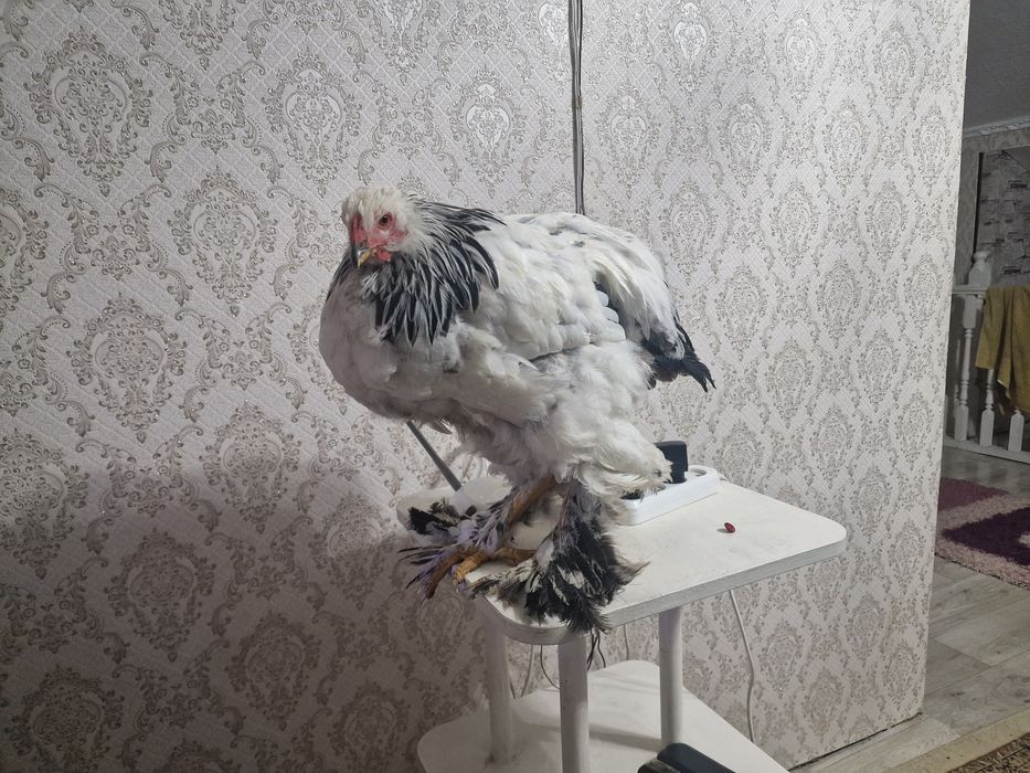 Продам куриц брама чистокровные