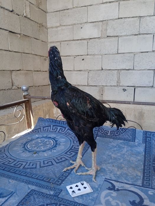 Navoiy narxini kelishamiz