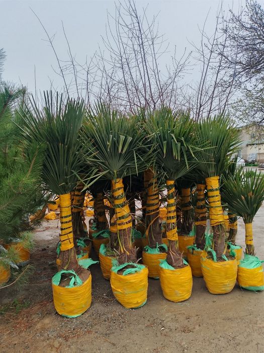 Galboyil kpariski archalar bor xar xildagi archalar ham bor