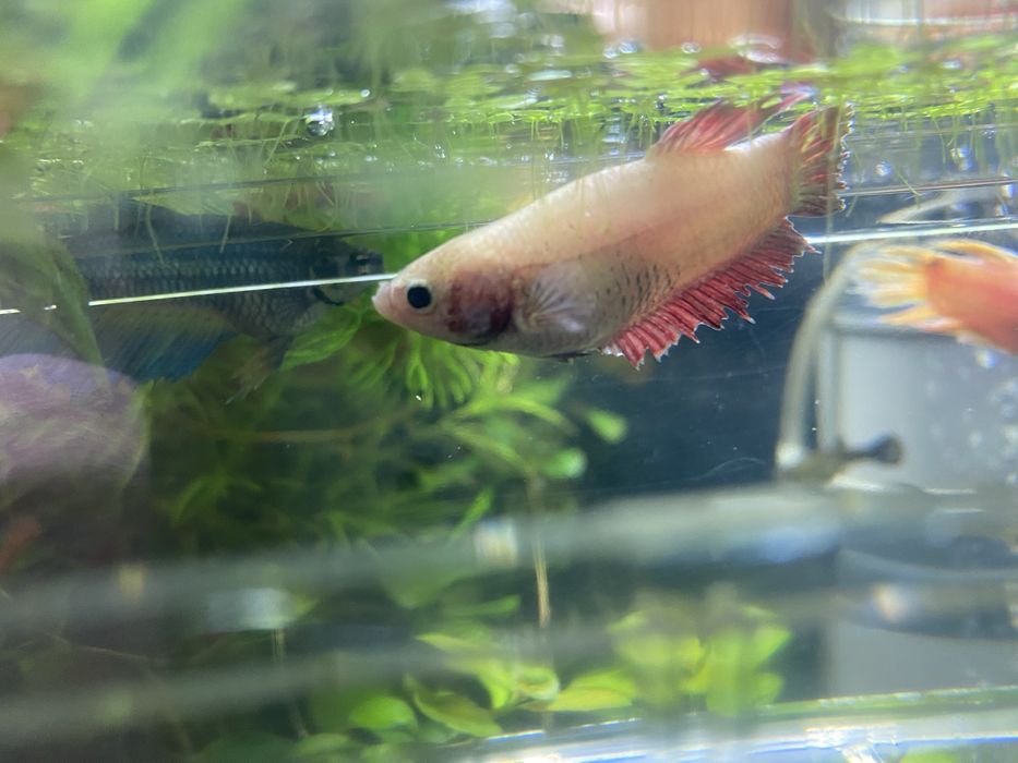 Рыбки петушки самки