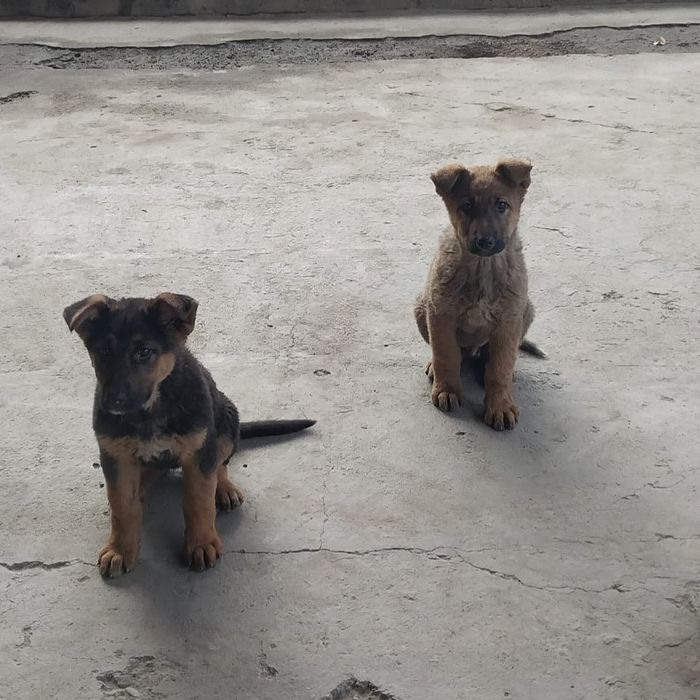 Немецкая овчарка