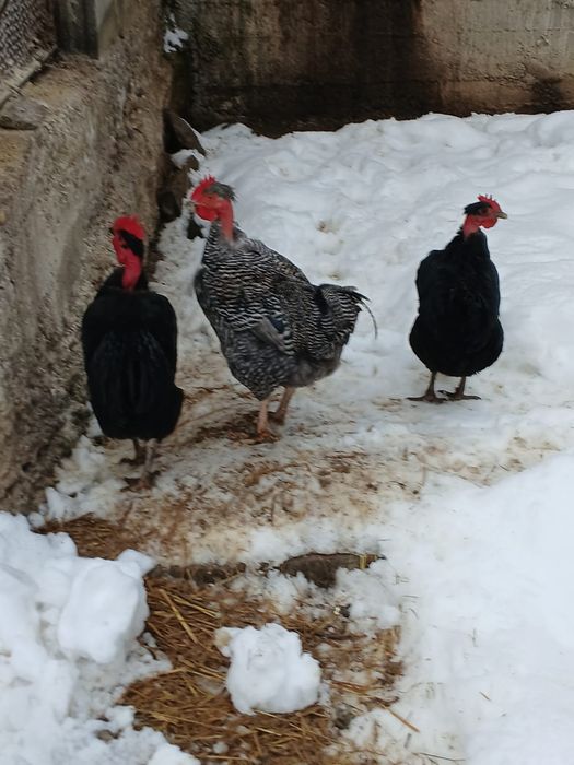 Diferite gaini de rasa