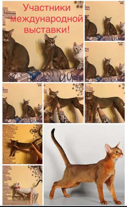 Самые ласковые кошки в мире