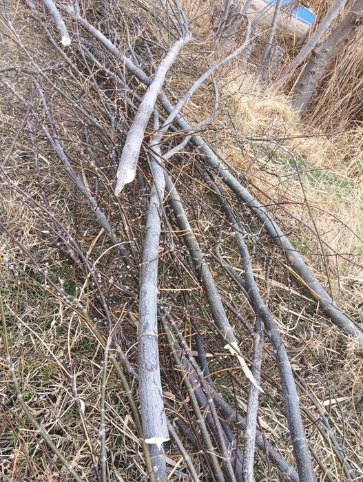 Утин болор сотилади