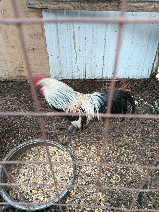 Продам декоративных курей