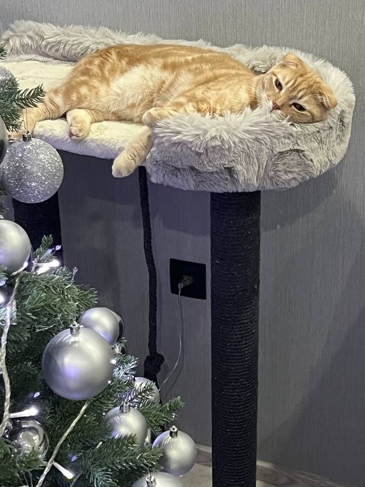 Когтеточки для котят  и кошек. Имеется в наличии Высота  60см 420000