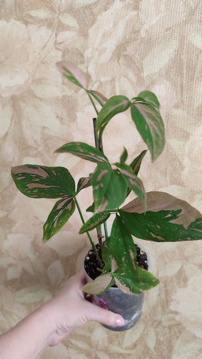 Сингониум Ред Спот