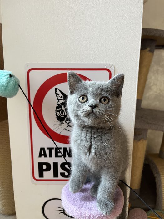 British  shorthair