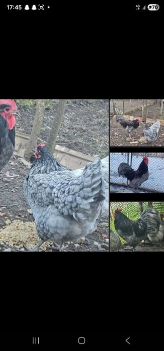 Oua pt incubat din gaini de rasa