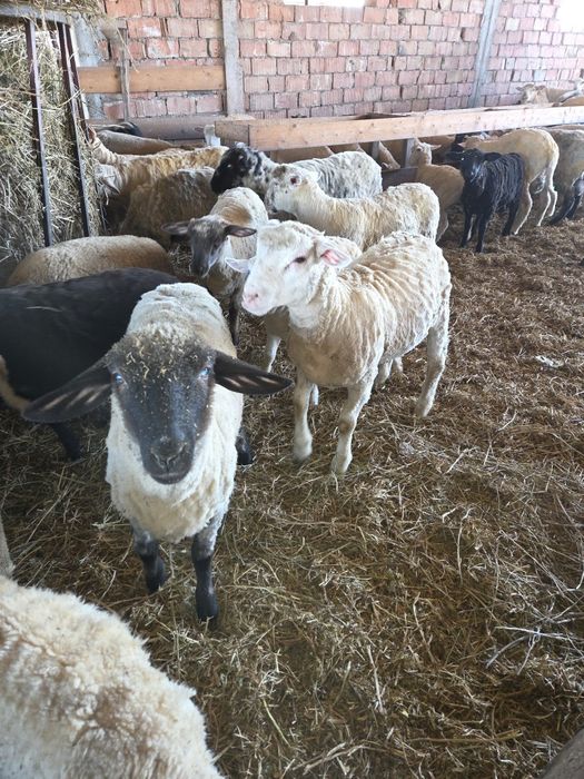 Miei de carne vrea să mută