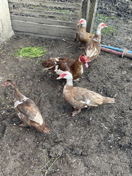 Vând rațe mute ciocolatii