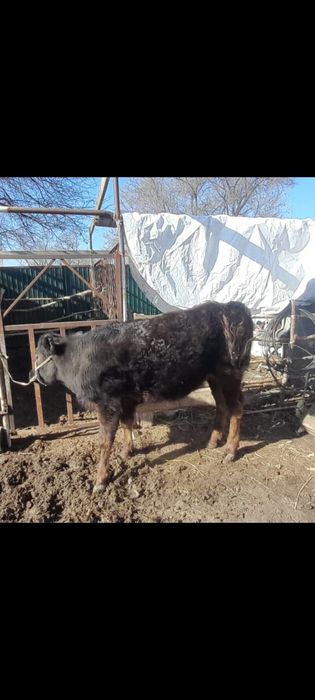 Ұзынағаш жаңақұрлыс