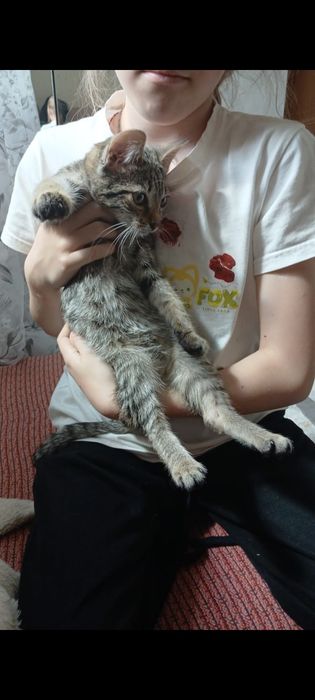 Отдам в добрые руки