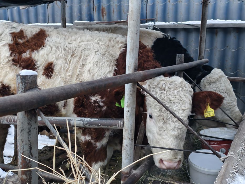 Продаются бычки симментальской породы