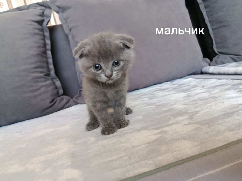 Продам котят Британцы