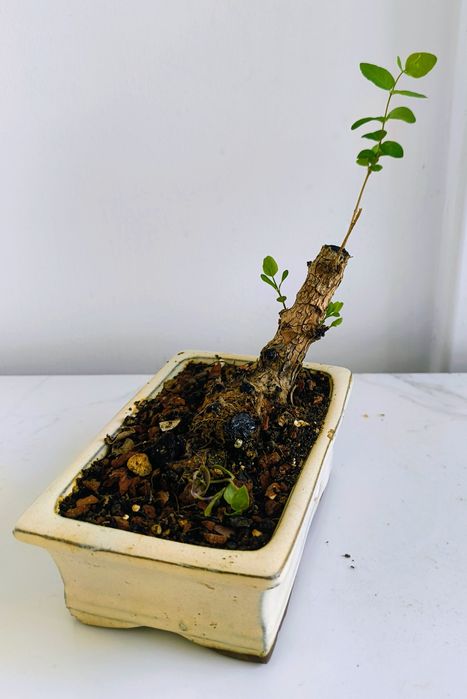 Bonsai bonSai BO