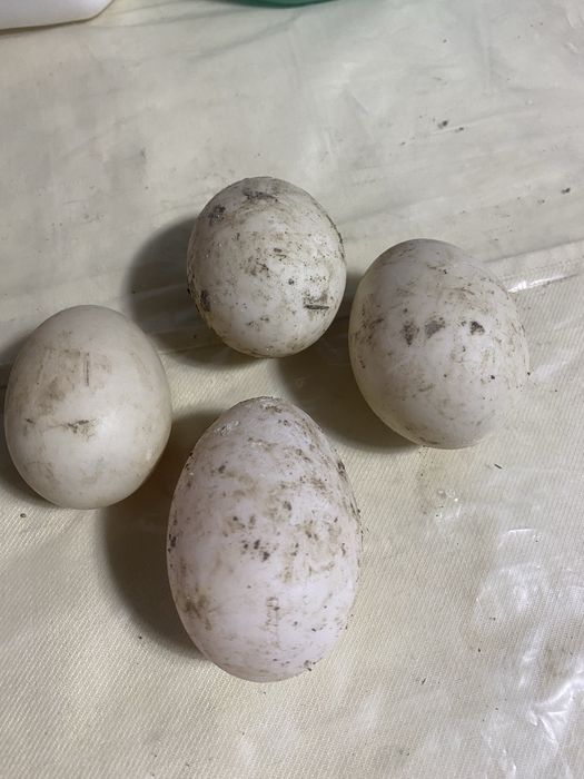 Oua fertile de rata romaneasca