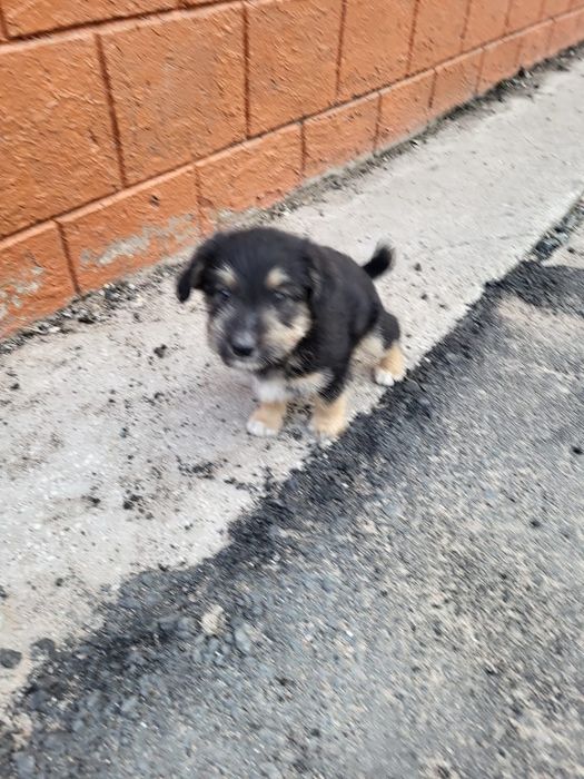 Отдам в дар щенков