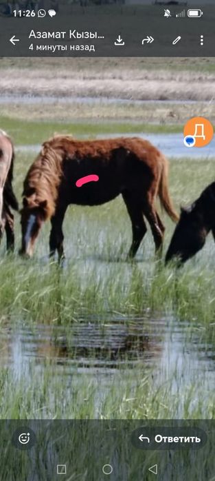 Продам лошадей молодняк