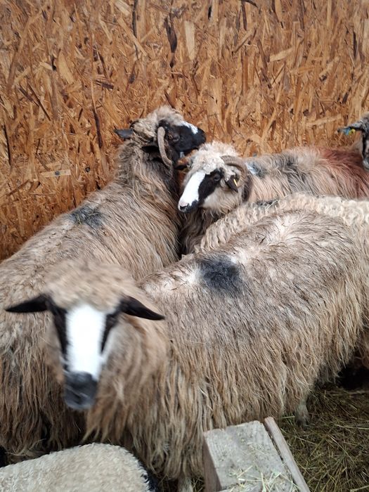 Vand 15 oi cu 15 miei