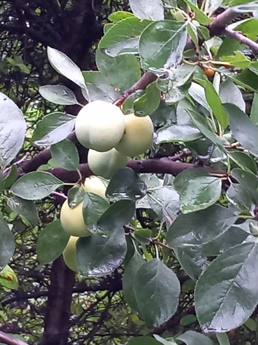 vand prune galbene Renclod