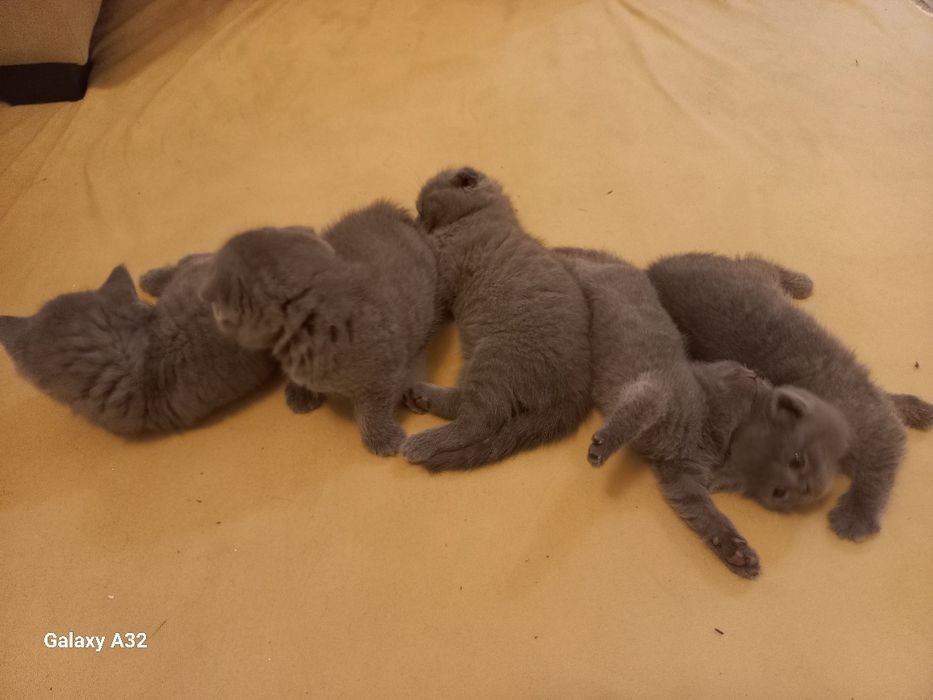 1,5 oylik mushuk bolalari sotiladigan narxi 700 000 so‘m yanakelishila
