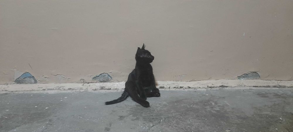 Uy mushugi qiz 3oylik