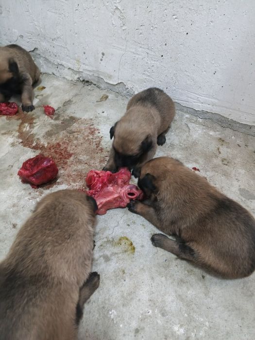 Бельгийская овчарка күшіктері.