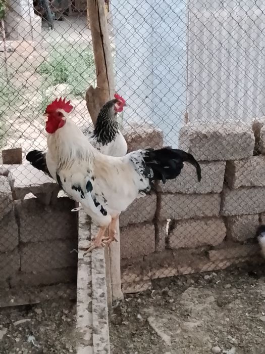 Қораз сатылады Адлер