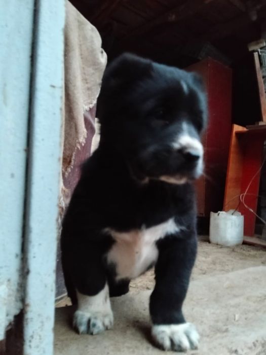 Щенки Алабая 1 месяц