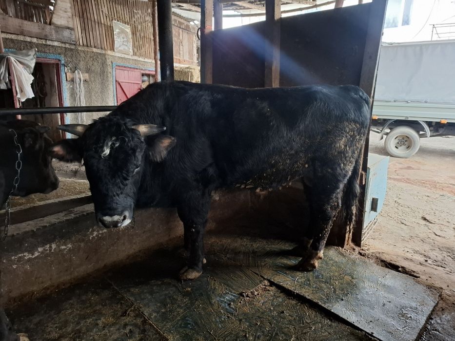 Продам быка 2 года быку!