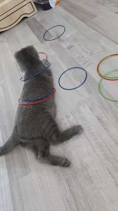 Продаются породистый котик от правильной вязки