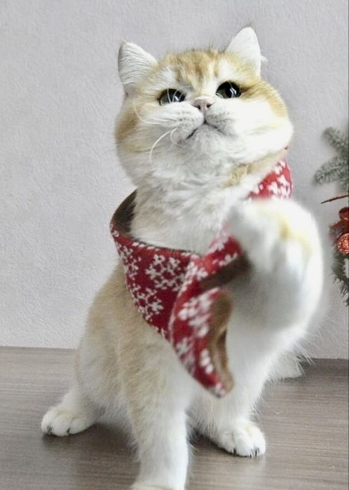 Vyaska zalatoy shinshilla