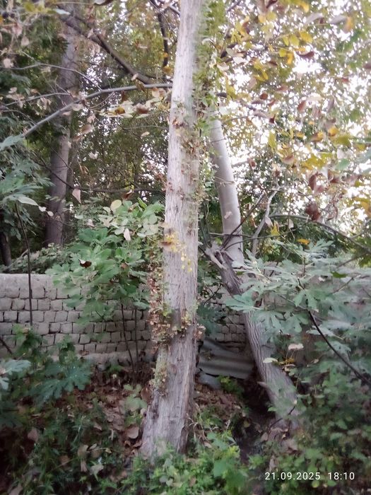 Teraklar sotiladi oq va koʻk terak