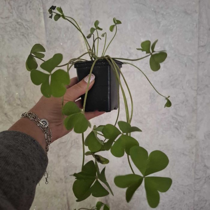 Детелина бяла и розова