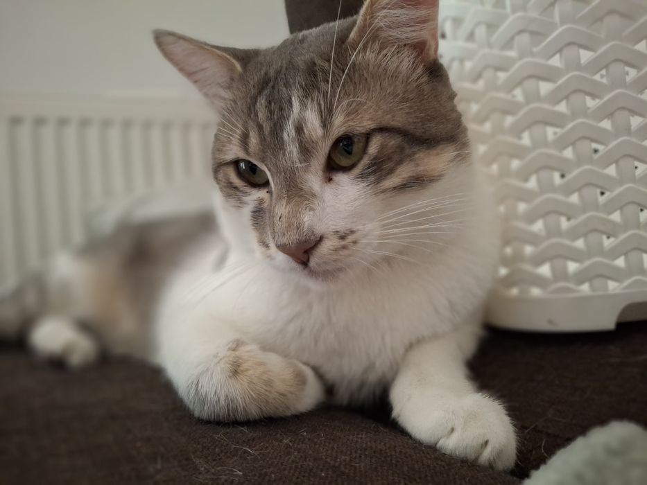 Bjorn și Soni își caută familie nouă - 2 motănei - Targoviște