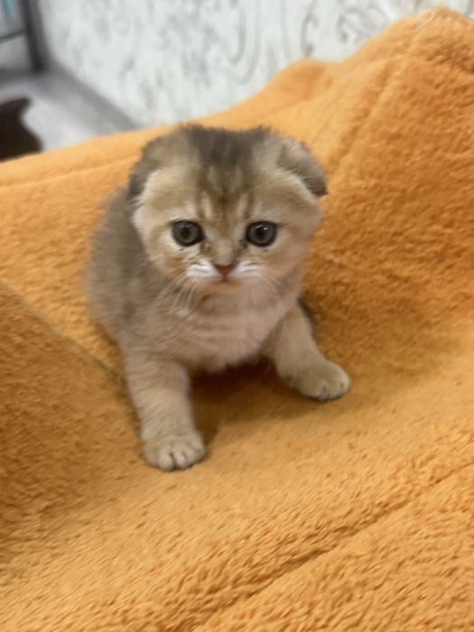 Продаются котята