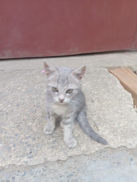 Малки котета момиче и момче