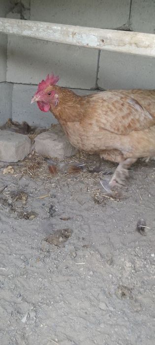 3 tovuq  8 dona jujalar    Jami 11 dona    3 donasi birama