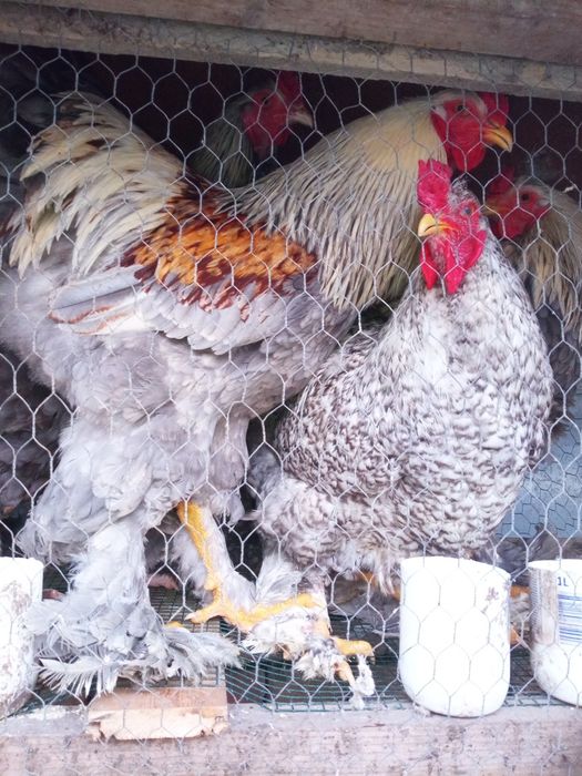 Cocosi Araucana, Australorp și Brahma , precum și oua de incubat