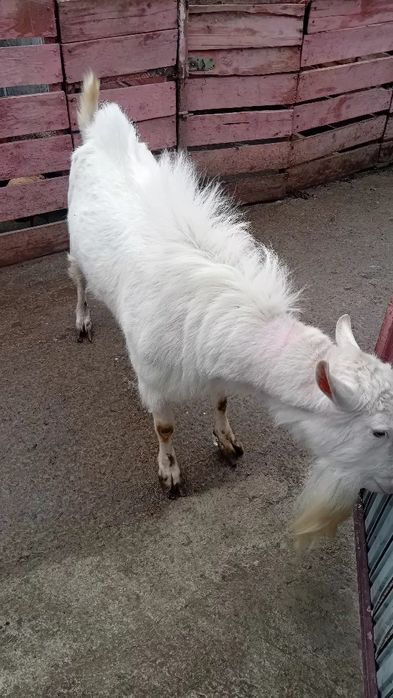 Vand tap sanen sau schimb cu doi miei