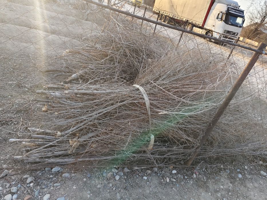 Дрова на тандыр ил