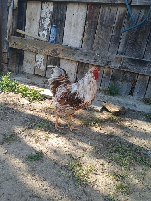 Vand cocoș ft blad de 1 an inelat