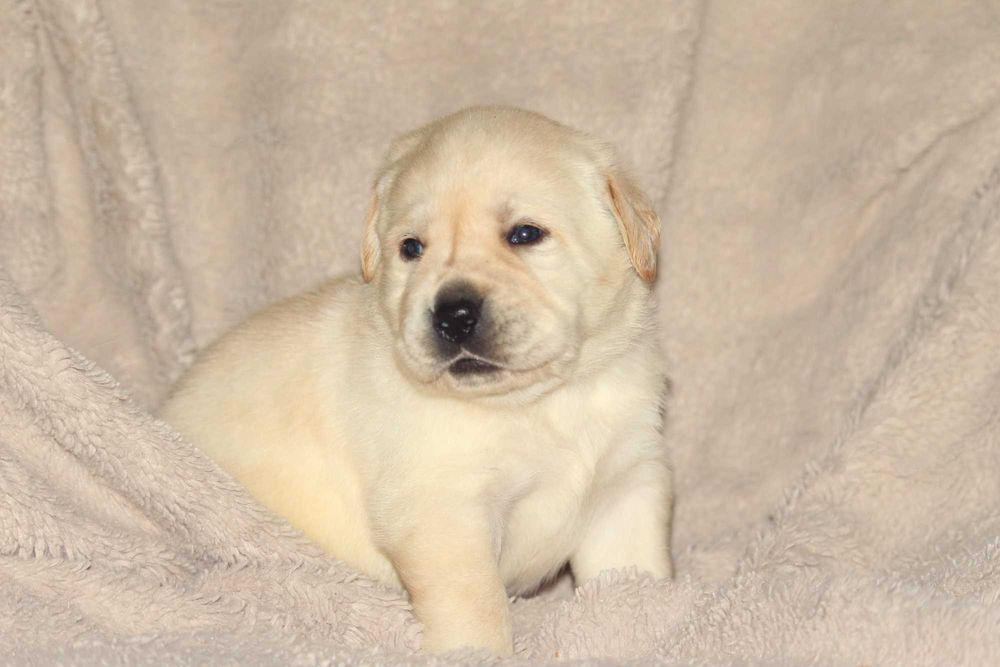 catel labrador calitate deosebita