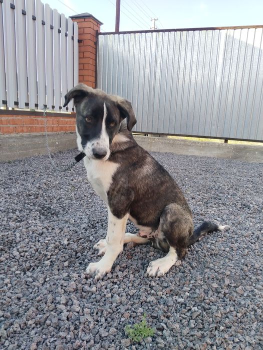 Продам щенок 3 месяц