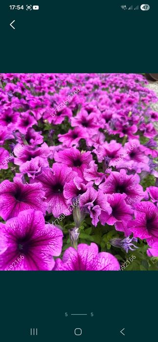 Петуния бархатцы  тагетис