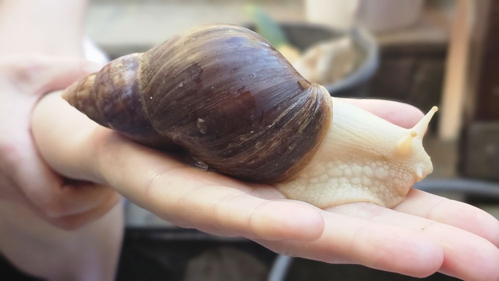 Melci africani uriași Achatina
