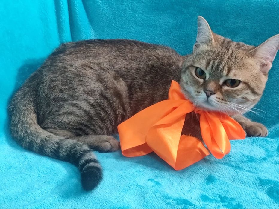 Котик ищет семью