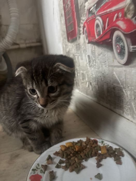 Скотиш страйт девочка