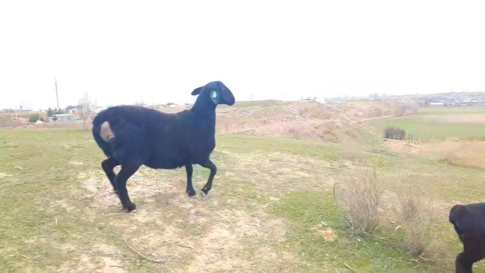 Toza Hisori qo‘ylar bor. Naslga mos. Qiziqqanlar uchun